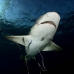 shark_lemon_tb_lbb_v_0475_bah0508.jpg